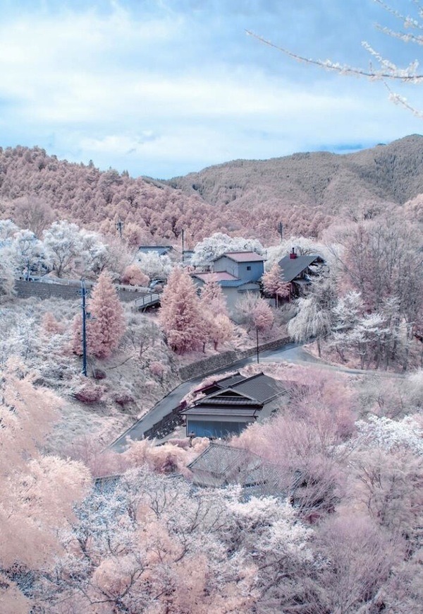 nevver:  Cherry blossoms in the snow 