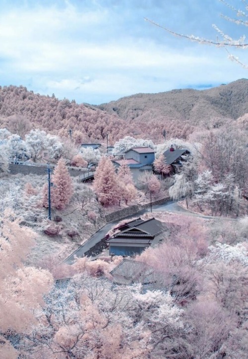 nevver:  Cherry blossoms in the snow 