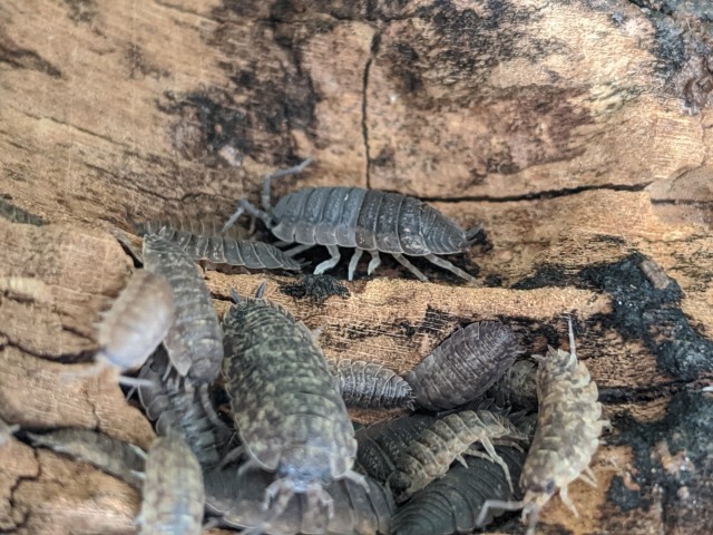 a group of isopods on wood. the one centered in the photo has a soft and pale front half and a darker and shinier rear end.