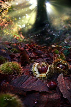 euph0r14: nature | Chestnuts in autumn..