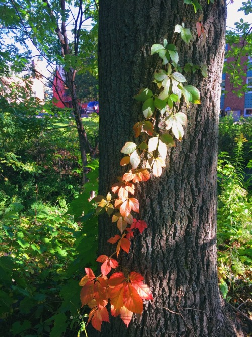 oviddd:Natural leaf gradient