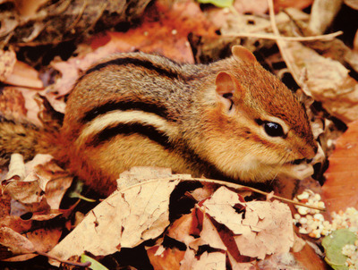 An autumn lover's heaven