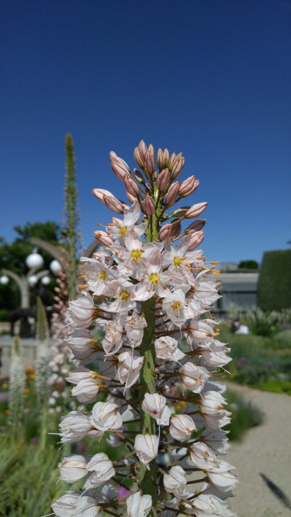 Eremurus &ldquo;Joanna&rdquo; is in the newly circumscribed family Asphodelaceae. Previously, this f