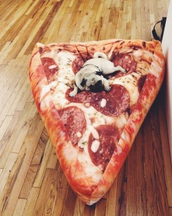 wellthatsadorable:  I’ll take one extra extra extra large pugperoni. No, not the whole pizza, just a slice. Come on bro, I’m on a diet. 