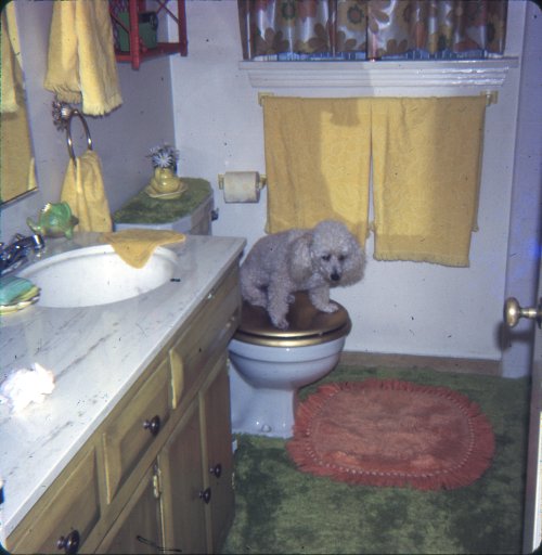 lostslideshows:“Toilet Poodle”  This slide is unlabeled and not dated.  H