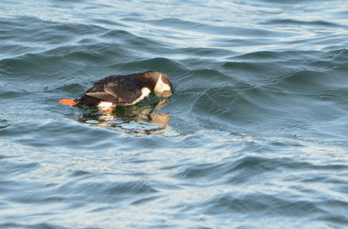 Atlantic puffins at Eastern Egg Rock, Maine (July 2019)Hardy Boat Cruise - Puffin Watch