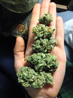 alone-with-weed:  nugs on nugs on nugs