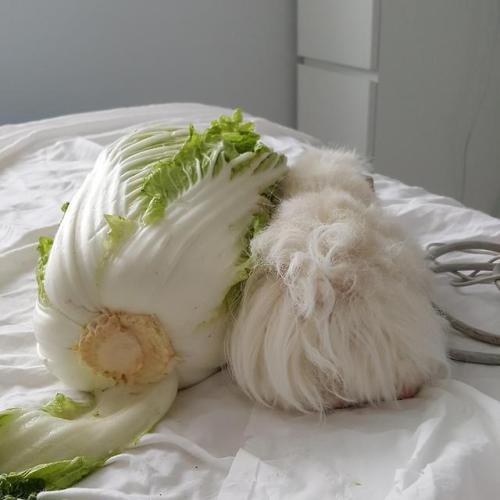 seapiggies:Cabbage boy