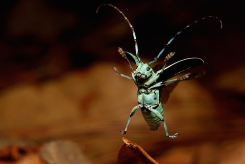 sinobug:Longhorn Beetle (Anoplophora beryllina, Lamiinae, Cerambycidae)by Sinobug (itchydogimages) o