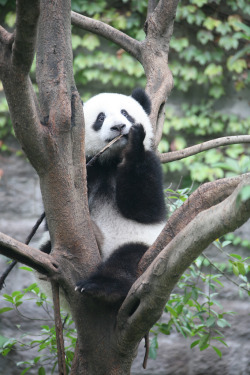 giantpandaphotos:  © John Rosewarne. 