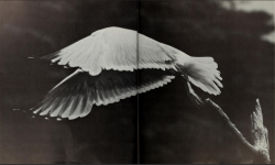 nobrashfestivity:    Les Line, from  The Sea has Wings, 1973  