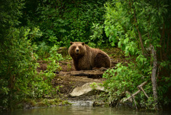 magicalnaturetour:  Alaska Brown Bear by Michael Wilson