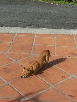 justdogrates:  This is Skippy.  Hes already stretching preparing for his gymnastics debut at the 2020 olympics. Truly inspirational. The Simone Biles of his species 12/10