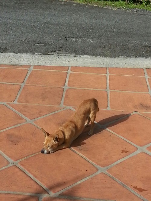 justdogrates: This is Skippy. Hes already stretching preparing for his gymnastics debut at the 2020 