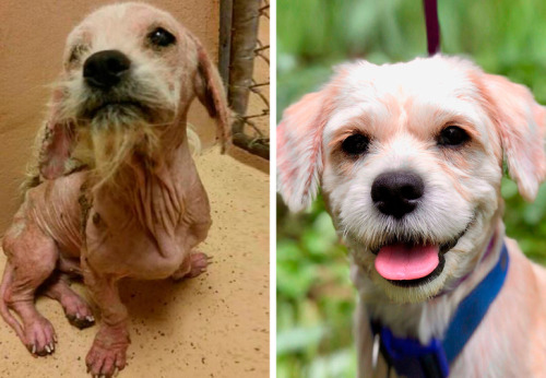 ADOPTA, NO COMPRES.