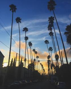 heroindeathwish:  Hollywood. #palmtrees #sunset #etc