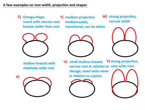 The Church Of Bravangelism on Tumblr: The Bra Fit and Breast Shape