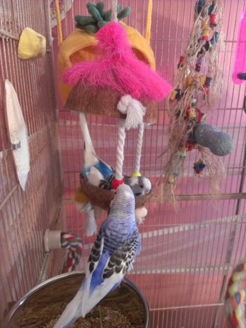 I post pictures of Disco in the coconut swing all the time but it’s only because he looks so d