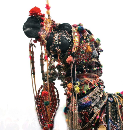 An astonishing 50,000 or more camels converge on the small desert town of&n