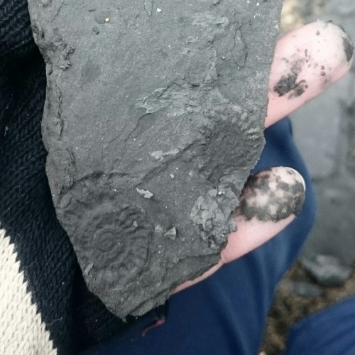 hamiltonlaura:Went for a mooch along the beach at Charmouth and found some ammonite traces! These we