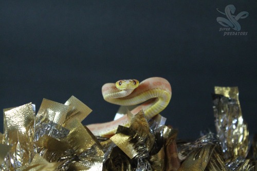 XXX superpredatorsexoticreptiles:  Bacon: Scaleless photo