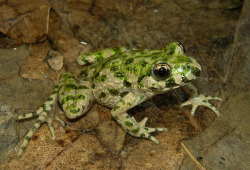 wapiti3:  Common parsley frog (Pelodytes punctatus)  Via Flickr: source- cal photobase The Common parsley frog (Pelodytes punctatus) is a very small and slender frog with long hindlegs, flat head and vertical pupils. Males reach only 3.5, females 4.5