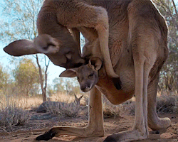 Gif-Guy:  Tumblr Gif Source : Http://Gifini.com/ 
