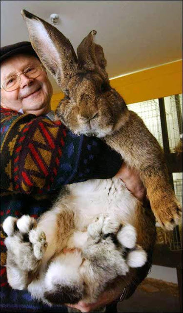 cute-overload:  Herman the Giant Bunny Rabbithttp://cute-overload.tumblr.com adult photos