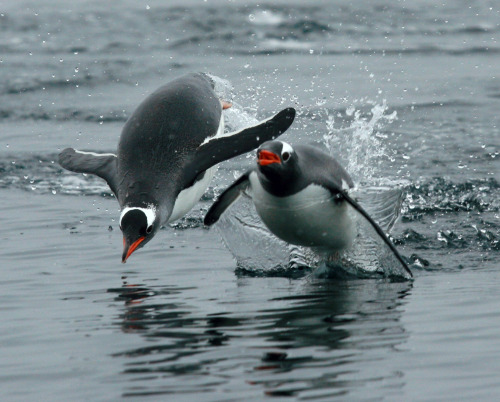 Porn Pics Race you to the beach (Gentoo penguins porpoising)