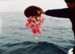 woolenmilk:  Shimabuku, Sea and Flowers, 2013 