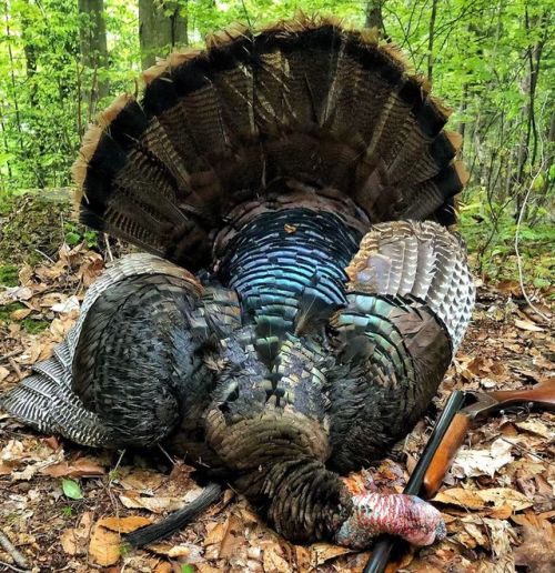 Great grandads double barrel 16 gauge still dustin em’ #pennsylvania #turkey #nwtf #explore #pawilds