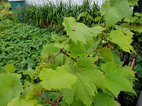 biodiverseed:The harvest is bountiful on the grape wall this year. I was told to prune the fruiting 