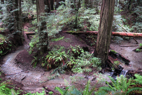 bright-witch: Redwood forests are full of beautiful freshwater creeks. Print Shop 50% of print shop 