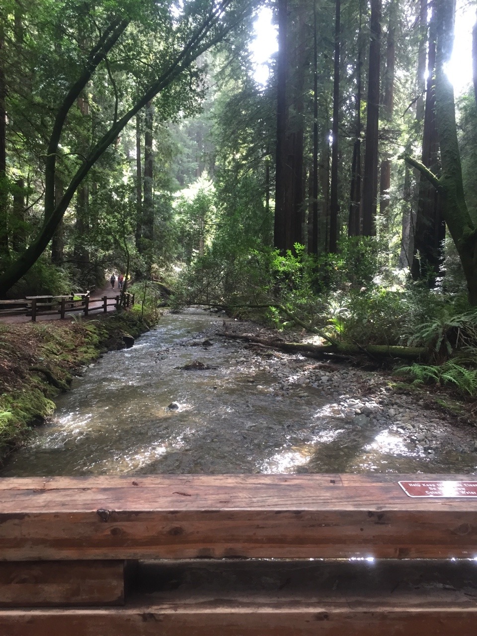 sierra-marie94:  Hello from Muir Woods! Took a random solo trip adventure today.