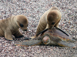 trynottodrown:  Two more sea lion pups, trying