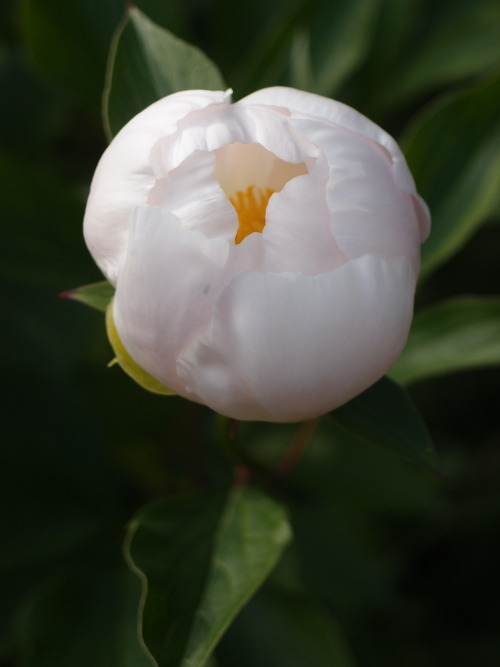 Paeonia officinalis — European peony