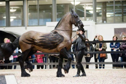 Archiemcphee:how Often Do You Get To See A Life-Size Pegasus? This Majestic Friesian