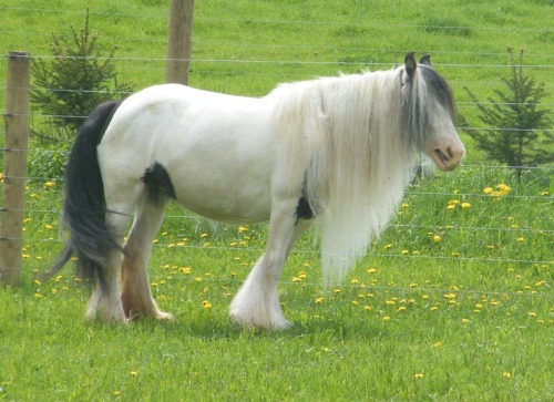 sixpenceee:The Tinker Horse  also known as Gypsy Vanner Horse in the US & UK is a type of horse breed. They are known for their feathered neck and hooves. This horse is known for being intelligent, docile, athletic, and having excellent endurance.
