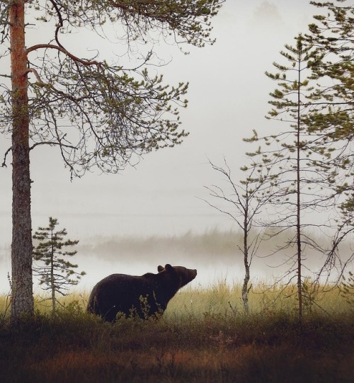maureen2musings:Brown bear on a misty morning, Finland npekonen