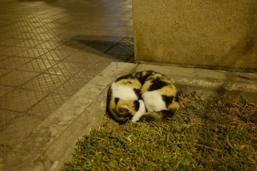 alanjamesart:There’s a cat park in downtown Lima, Peru that is as amazing as it sounds :3