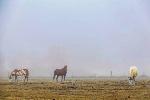 Sex Horses in the fog. (at Denver, Colorado) pictures