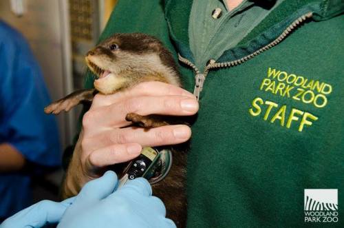 zooborns:  First Check-up for Otter Pups at Woodland Park Zoo  Four Asian Small-clawed Otter pups were born at Woodland Park Zoo in Seattle! The three females and one male received a clean bill of health.  See the video of their first swimming lesson