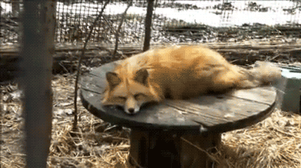 foxy-noxy:  Are there people that don’t think foxes are awesome? 