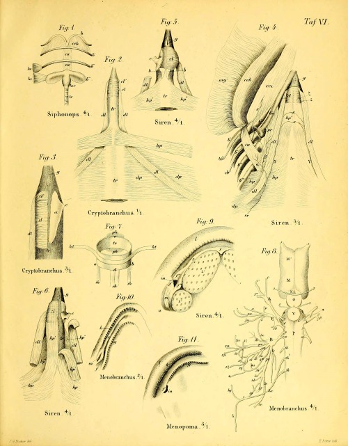 wapiti3:    Anatomical memoirs about the perennibranchiaten and derotremen    explanations of plates here   By Fischer, J. G. (Johann Gustav), 1819-1889   Publication info Hamburg: O. Meissner, 1864th   BHL Collections: Ernst Mayr Library of the MCZ,