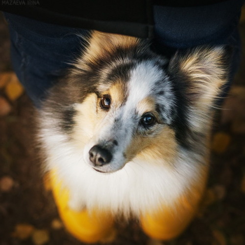 “top-top“ (she stands with her front paws on my shoes and walk with me), view from above :Dphoto: Ir