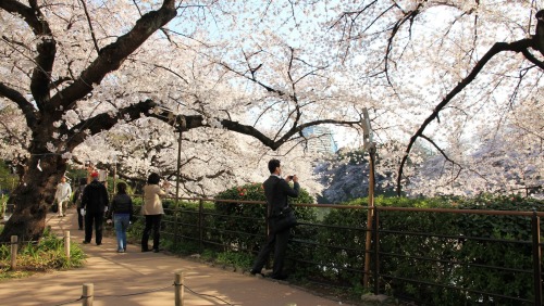 visitkyoto: todayintokyo:  Take a walk with me along Chidorigafuchi in Tokyo.   Kyoto comes usually a week after… 