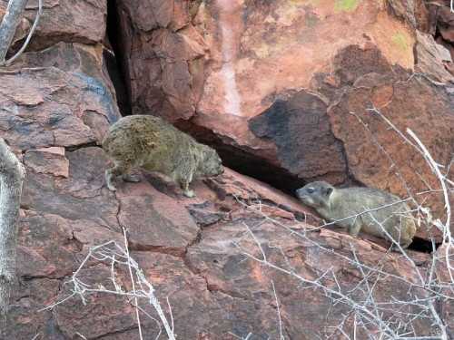 The Rock Hyrax, Also Called Dassie, Cape Hyrax, Rock Rabbit, And (in The King James Bible) Coney, Is