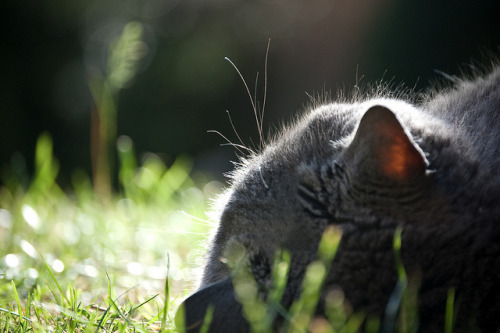 Whiskers by bigbluewolf on Flickr.