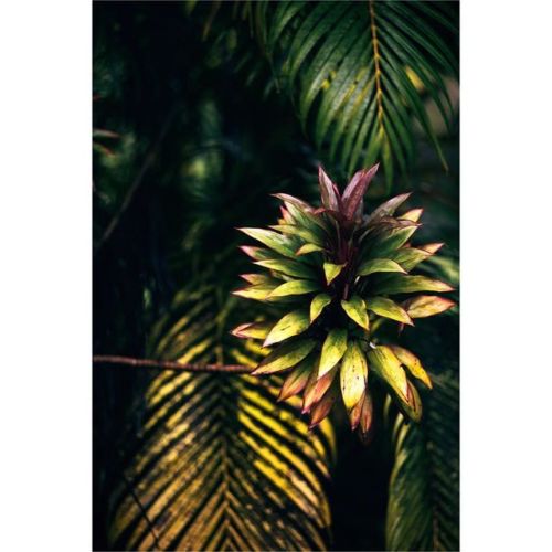 Dec2017. I want to print this yuuuge #tropical #bigisland #greenmind #watrdwlrs www.instagra
