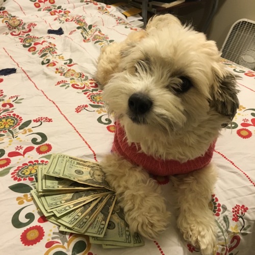 progenyofworms: reblog ca$h money pupper to thwart the demons of Capitali$m